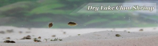 Dry Lake Clam Shrimp