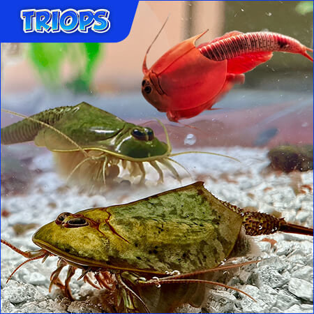Triops eggs for sale