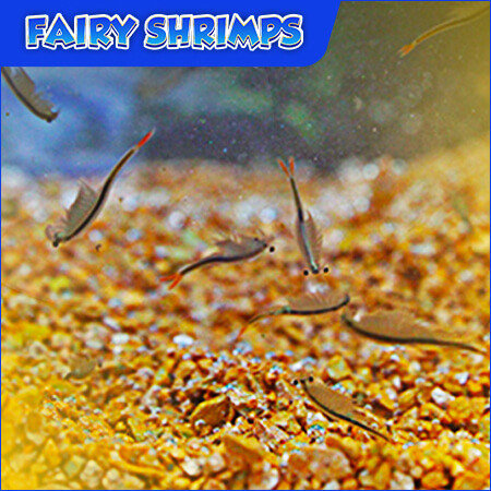 fairy shrimps for sale