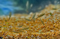Fairy Shrimp Streptocephalus sealii Tadpole Shrimp Starter Set