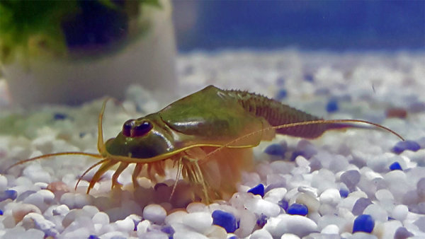 thumbnail image 2 of Triops Longicaudatus Arizona - Breeding Approach Guide By Triops King 2 of 4
