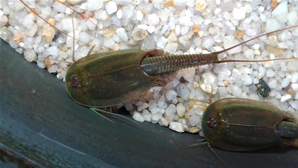 Triops Australiensis Green Starter Set, $ 23.93