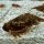 Triops Cancriformis Germany Breeding approach 50 eggs