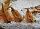 Triops longicaudatus brown Breeding batch 500 eggs