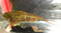 Triops Granarius Tadpole Shrimp Starter Set Plus 50 eggs