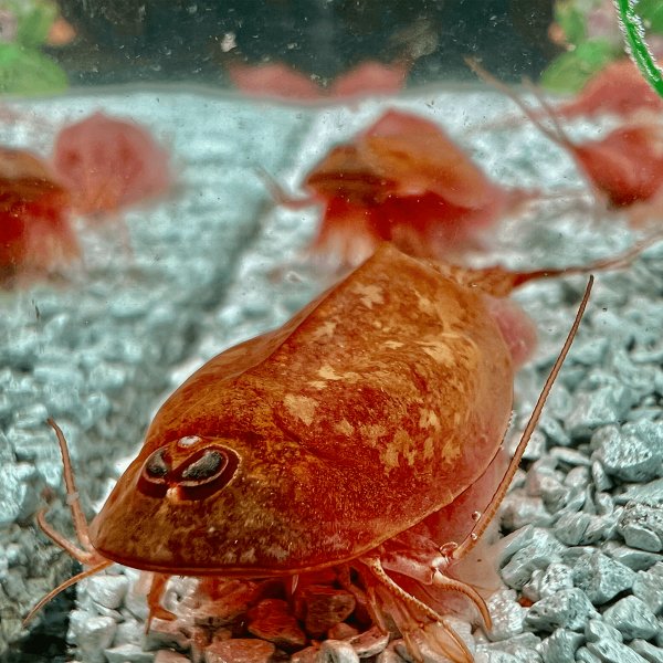 Triops Beni Kabuto ebi Albino Tadpole Shrimp Starter Set Ultra 1000 eggs