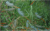 Fairy Shrimp Branchinella Thailandensis Sanoamuang...