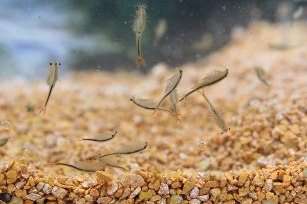Fairy Shrimp Streptocephalus sealii Tadpole Shrimp Starter Set 500 eggs
