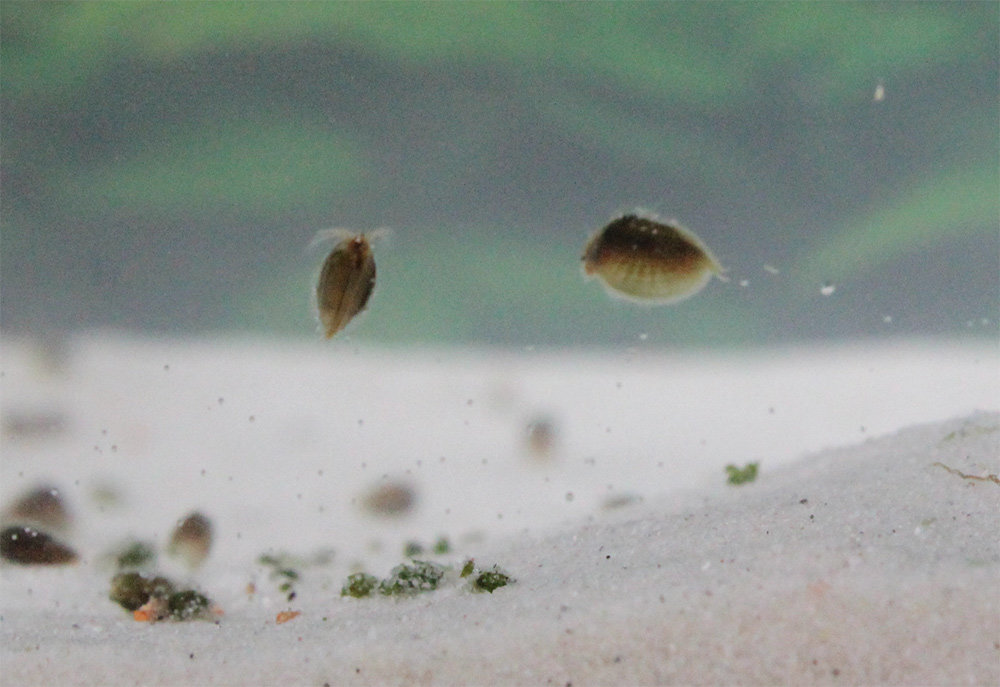 Fairy shrimp Branchinella thailandensis Sanoamuang Breeding approach ...