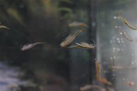 Beaver Tail Fairy Shrimp Starter Set