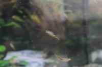Beaver tail fairy shrimp starter set with approx. 50 eggs...