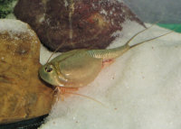 Triops Longicaudatus Mix Breeding approach with approx. 150 eggs