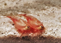 Triops Longicaudatus Mix Breeding approach with approx....