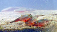 Triops Longicaudatus Mix Breeding approach with approx. 150 eggs