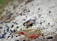 Triops Australiensis Mix Breeding approach with approx....
