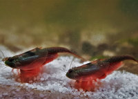 Triops Australiensis Mix Breeding approach with approx. 150 eggs