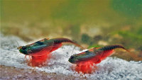Triops Australiensis Mix Breeding approach with approx. 150 eggs