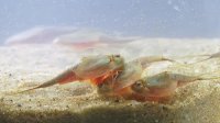 Triops longicaudatus Tadpole Shrimp Breeding approach