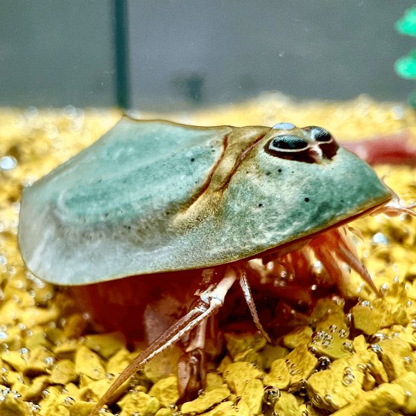 Triops in Aquarium: Care, Diet, and Breeding - Shrimp and Snail