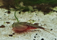Triops Longicaudatus Tadpole Shrimp Starter Set