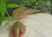 Triops Longicaudatus Tadpole Shrimp Starter Set Plus
