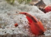 Triops Red Longicaudatus Tadpole Shrimp Starter Set Ultra