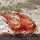 Triops Red Longicaudatus Breeding stock 50 eggs