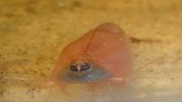 Triops Red Longicaudatus Breeding set 150 eggs