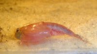 Triops Red Longicaudatus Breeding set 150 eggs