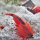 Triops Red Longicaudatus Breeding stock 300 eggs