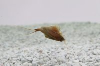 Triops Cancriformis Austria Tadpole Shrimp Starter Set Plus