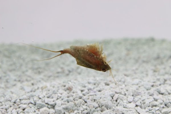 Triops Newberryi Tadpole Shrimp Starter Set Ultra, $ 30.71