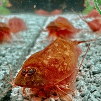 Triops Beni Kabuto ebi Albino Tadpole Shrimp Starter Set Plus