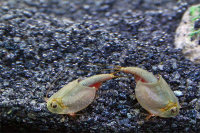 Triops Australiensis Queensland Tadpole Shrimp Breeding approach