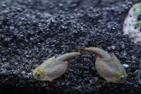 Triops Australiensis Queensland Tadpole Shrimp Breeding approach